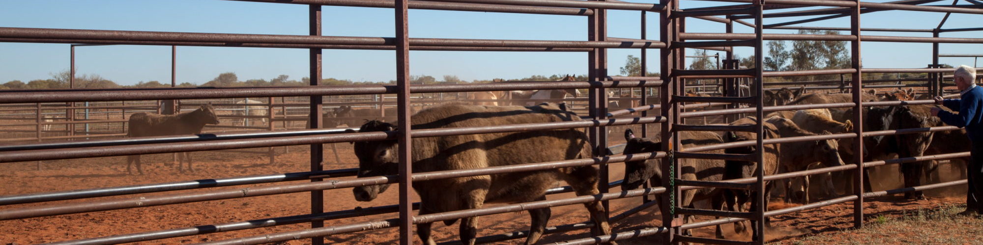 Curtin Springs Wayside Inn & Cattle Stat — photo 8