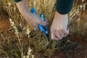 Curtin Springs Paper - we handcut native grasses to make handmake paper from it.