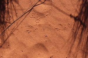 Tracks in the sand