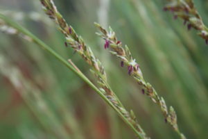 The most iconic of all desert grasses - Spinifex in full seed