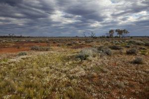 Curtin Springs Station - our beautiful open grass plains