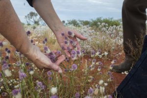 The amazing landscape of Curtin Springs Station, mulla mulla flowers