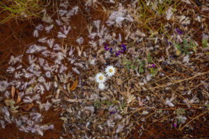 One of the wonders of the desert - a range of grass and flower seeds lying on the red sand at Curtin Springs