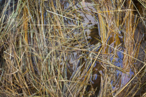 The first stage of Curtin Springs Paper is to boil the grass.